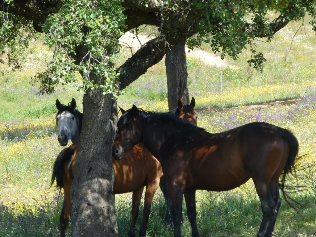 Cantar Do Grilo - Turismo Rural Serpa Εξωτερικό φωτογραφία
