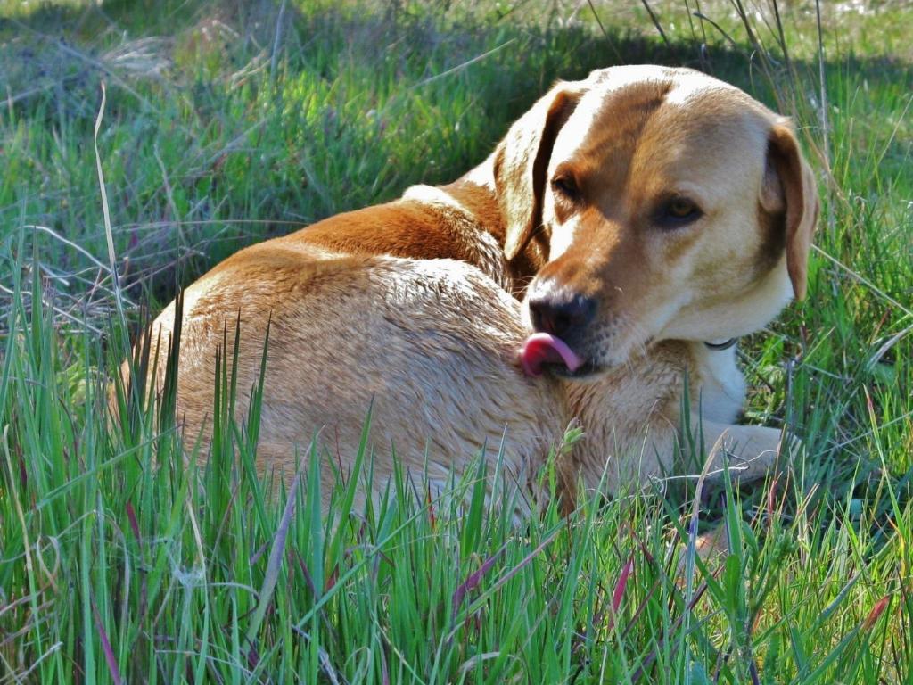 Cantar Do Grilo - Turismo Rural Serpa Εξωτερικό φωτογραφία