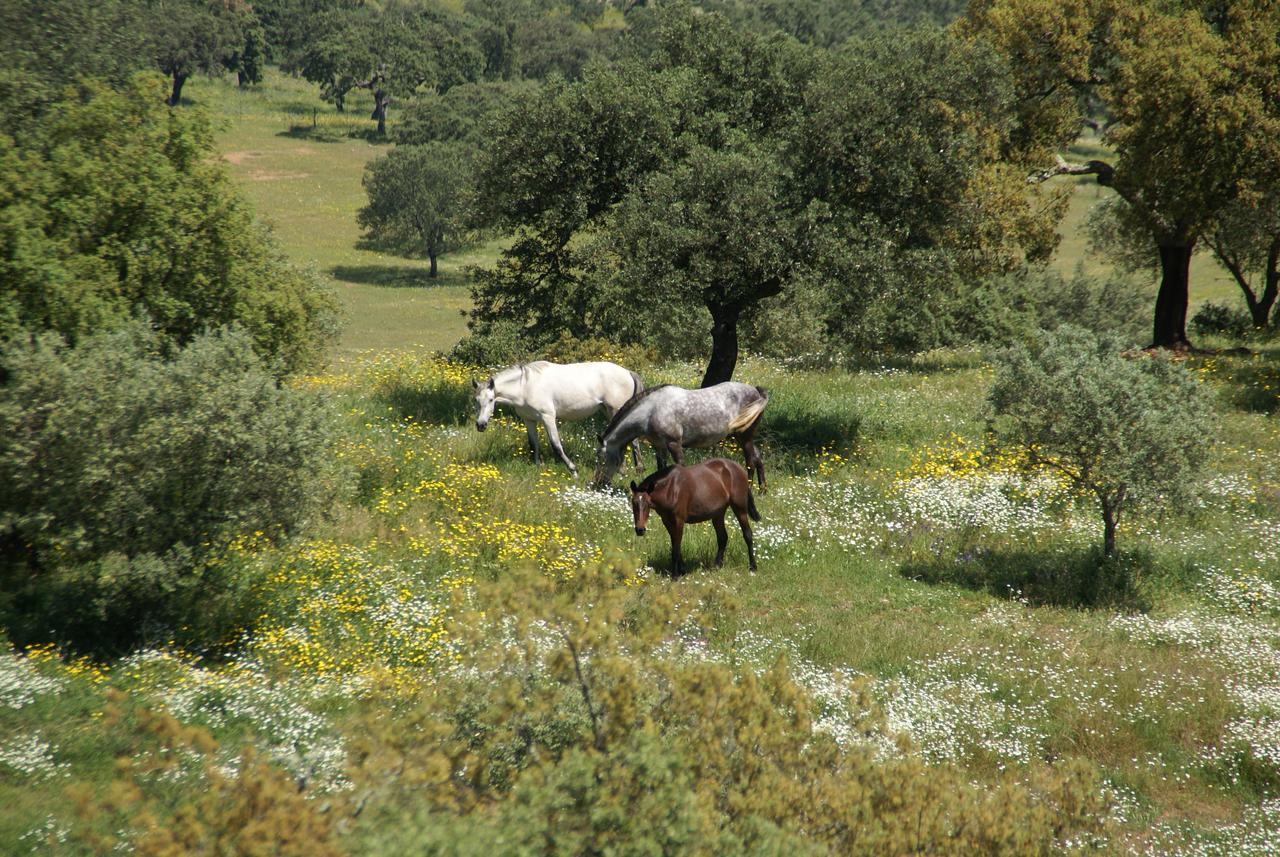 Cantar Do Grilo - Turismo Rural Serpa Εξωτερικό φωτογραφία